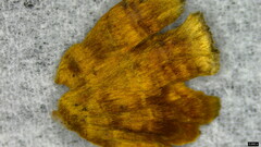 Xylobolus spectabilis