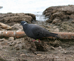 Columba albitorques