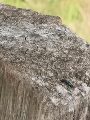 Chrysis gracillima