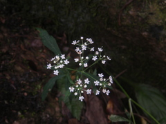 Apiaceae