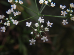Apiaceae
