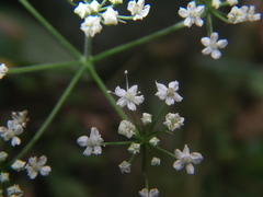 Apiaceae