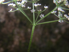 Apiaceae