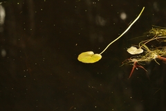 Ornduffia reniformis