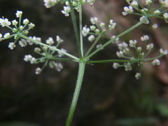 Apiaceae