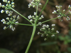 Apiaceae