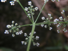 Apiaceae