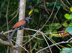 Centropus sinensis