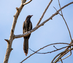 Eudynamys scolopaceus