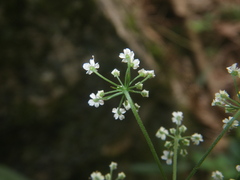 Apiaceae