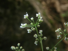 Apiaceae