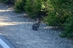 Sylvilagus audubonii