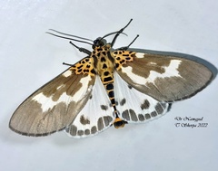 Asota tortuosa