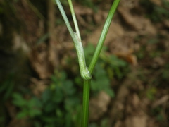 Apiaceae