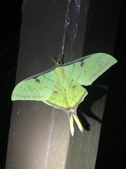 Actias sinensis