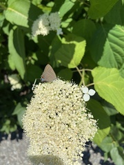 Satyrium calanus