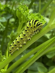 Papilio polyxenes