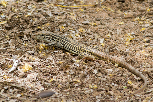 Common Checkered Whiptail