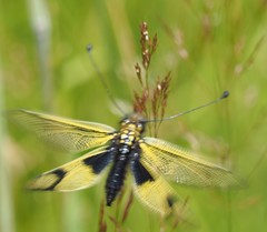 Libelloides longicornis