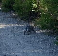 Sylvilagus audubonii