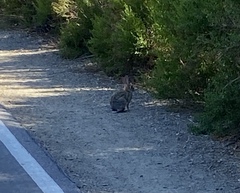 Sylvilagus audubonii