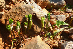 Arum creticum