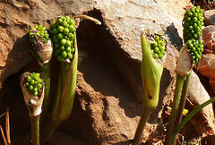 Arum creticum