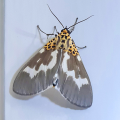 Asota tortuosa