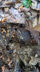 Xylobolus spectabilis