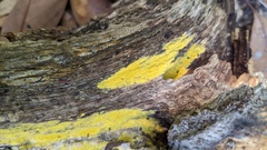 Crustodontia chrysocreas