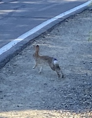 Sylvilagus audubonii