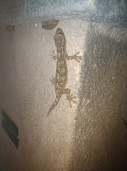 Gekko japonicus