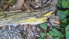 Crustodontia chrysocreas