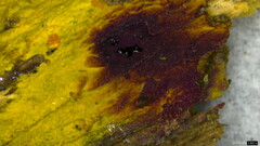 Crustodontia chrysocreas