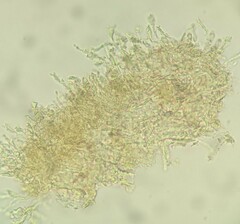 Crustodontia chrysocreas