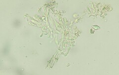 Crustodontia chrysocreas