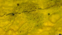 Crustodontia chrysocreas