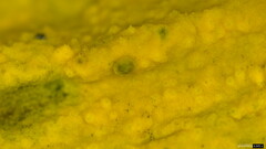 Crustodontia chrysocreas