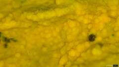 Crustodontia chrysocreas