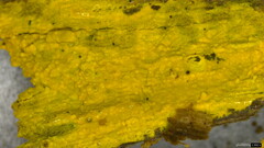 Crustodontia chrysocreas