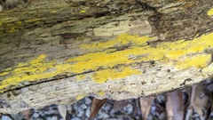 Crustodontia chrysocreas