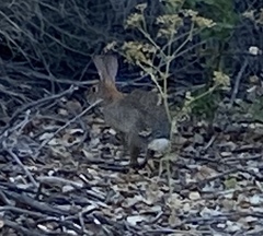 Sylvilagus audubonii