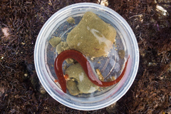 Apodichthys flavidus