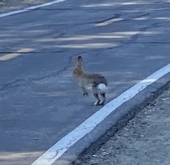 Sylvilagus audubonii