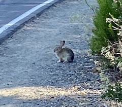 Sylvilagus audubonii
