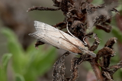 Lipographis truncatella