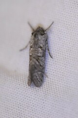 Retinia gemistrigulana