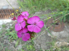 Dianthus balbisii