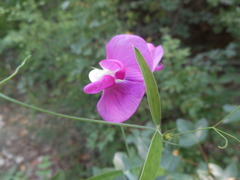 Lathyrus
