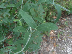 Lathyrus